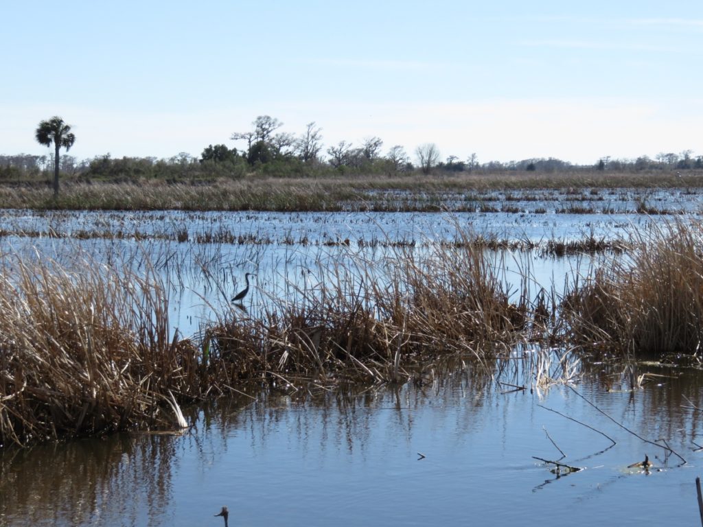 Remnants of a Rice Field in coastal Georgia